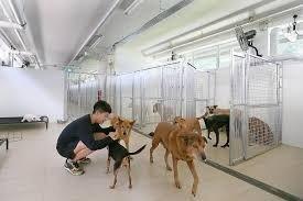 SOSD Dog Shelter In Singapore